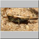 Tetrix sp - Saebeldornschrecke 02b.jpg